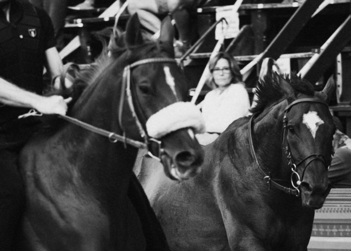 Palio di Siena 16 agosto, ecco il quadro delle accoppiate