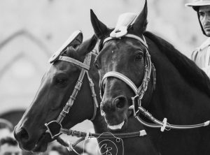 Palio di Siena 16 agosto, le foto della quarta prova