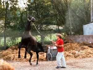 Palio di Siena. Gino Petreni, l'allevatore senese che ha fatto storia dei barberi