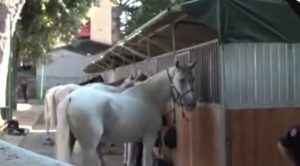 Passione, disciplina e rispetto: il cuore dei Carabinieri a cavallo incanta Siena