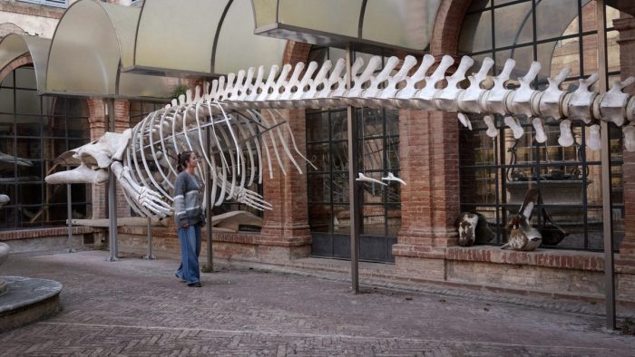 Siena, ricercatori naturali per una sera con 'Le Scoperte'