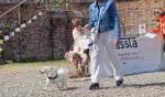Siena, torna “Can..ASSTA!”: in Fortezza la sfilata canina per aiutare gli animali meno fortunati