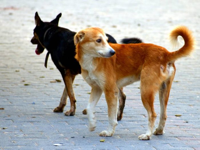 "Che fine ha fatto il nuovo canile?" Siena Sostenibile chiede chiarezza al Comune
