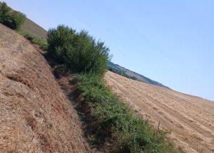 Consorzio di Bonifica, manutenzione sul fosso dei Semiti a Torrenieri: pi&ugrave; sicurezza senza danneggiare l&rsquo;ambiente
