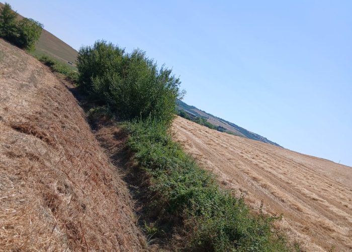 Consorzio di Bonifica, manutenzione sul fosso dei Semiti a Torrenieri: pi&ugrave; sicurezza senza danneggiare l&rsquo;ambiente