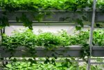 Viticoltura più resiliente ai cambiamenti climatici: al Santa Chiara Lab di Unisi primi risultati di progetto di ricerca applicata