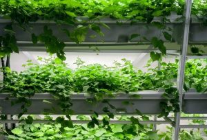 Viticoltura pi&ugrave; resiliente ai cambiamenti climatici: al Santa Chiara Lab di Unisi primi risultati di progetto di ricerca applicata