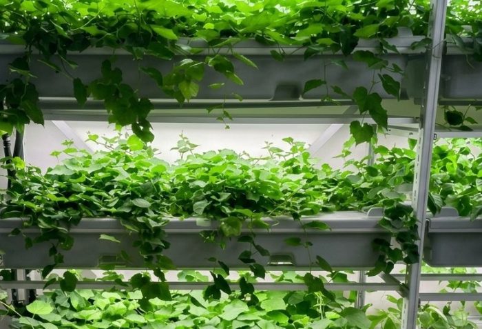 Viticoltura pi&ugrave; resiliente ai cambiamenti climatici: al Santa Chiara Lab di Unisi primi risultati di progetto di ricerca applicata