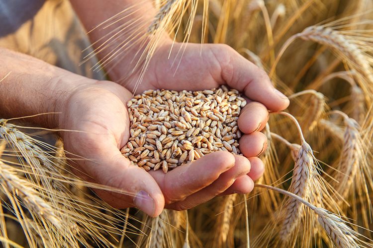 Comunicato stampa – Distretto biologico della Valdelsa, aperte le adesioni fino…