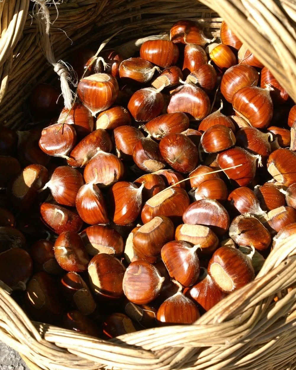 Autunno sull’Amiata, otto Comuni insieme per un unico calendario di eventi