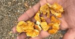 Monteriggioni: spugne fritte trovate davanti al garage a Castellina Scalo, scatta la denuncia