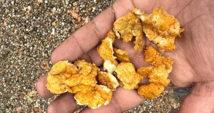 Monteriggioni: spugne fritte trovate davanti al garage a Castellina Scalo, scatta la denuncia