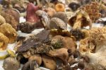 Funghi, l’allarme dell’Asl TSE dopo i casi di intossicazione: “Raccogliete solo quelli che conoscete”