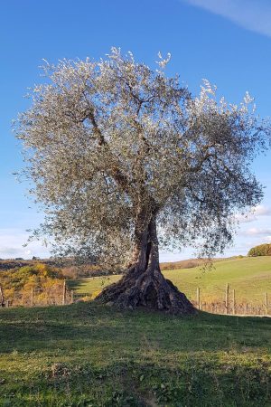 Castelnuovo Berardenga, la Camminata tra gli Olivi unisce natura, storia e olio nuovo