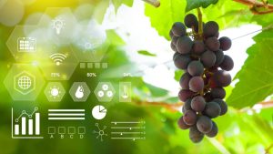 Vino, Santucci (Biotecnopolo Siena): "Dai vigneti nuove opportunit&agrave; per ricerca e salute"
